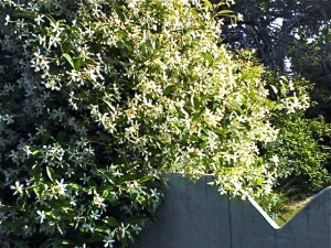StarJasmine