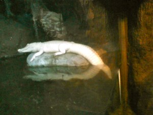 AlbinoAlligator