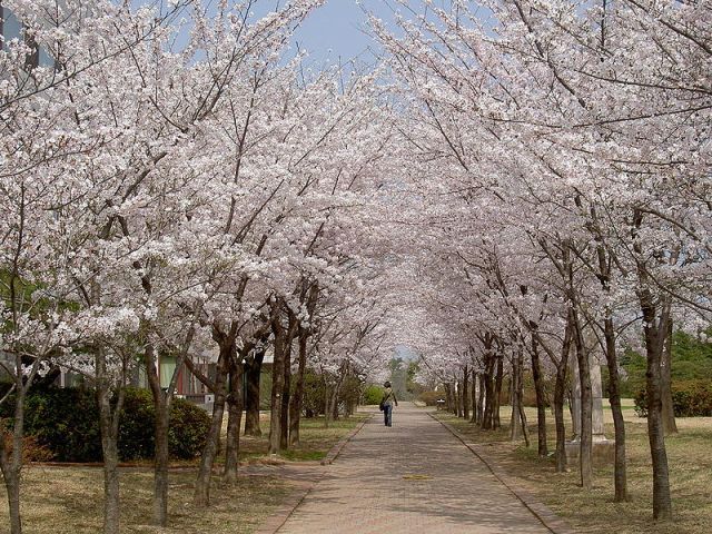800px-Cherry_blossoms_at_POSTECH